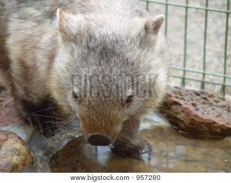 Wombat 