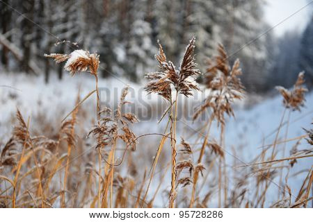 Reeds On Frozen Pond