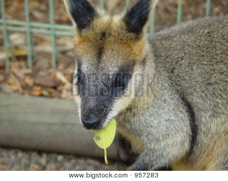 Wallaby