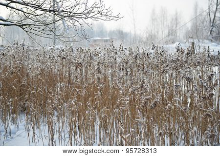 Reeds On Frozen Pond