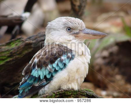 Sininen siivekäs Kookaburra