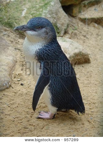 Pingüino de hadas