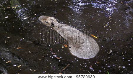 Capibara In Natural Environment