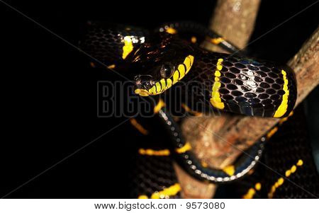 mangrove tree snake