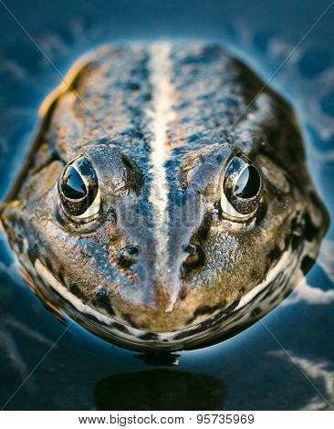 Frog Head