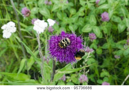 Bumblebee Beetle