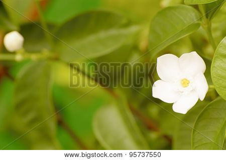 Forest Jasmine