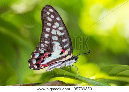 Common Jay Butterfly