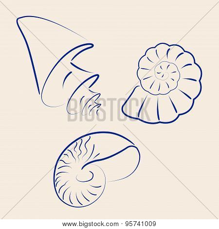 Hand drawn collection of various seashells. Vector illustration.