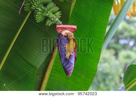 Streaked Spiderhunter bird