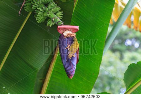 Streaked Spiderhunter bird