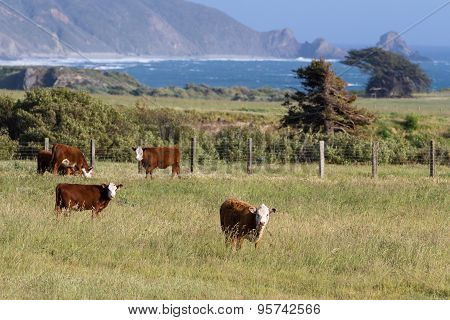 California Cows