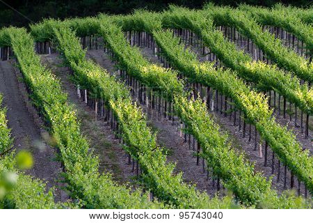 Vineyard In California