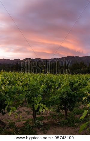 Napa Valley