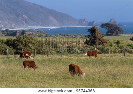 California Cows
