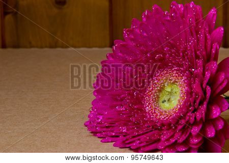 Pink Gerbera On Brown Background