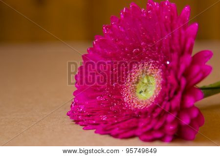 Pink Gerbera On Brown Background