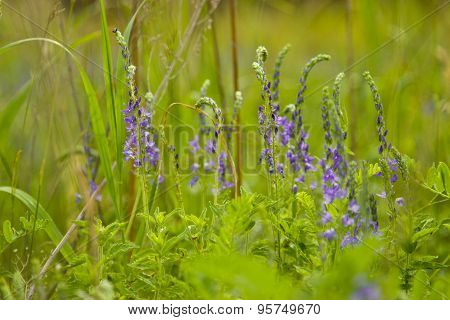 Veronica Flowers On A Green Meadow