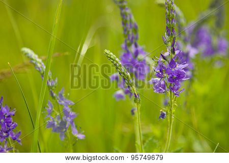 Veronica Teucrium L.