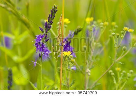 Grassland