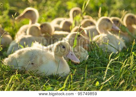 Little Goslings Walking