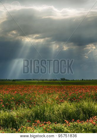 Poppy field