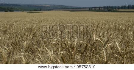 The Wheat Field To Shoot Not In Focus