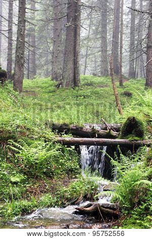 forest stream