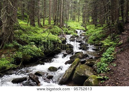 mountain forest river