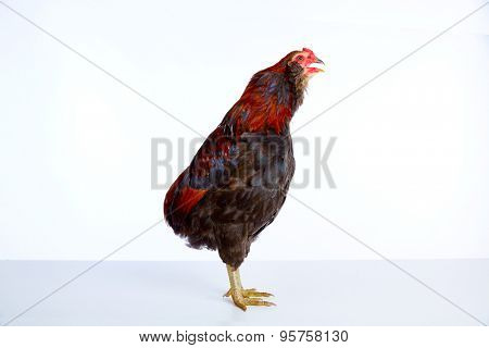 Male Rooster Araucana Easter egger breed in white background