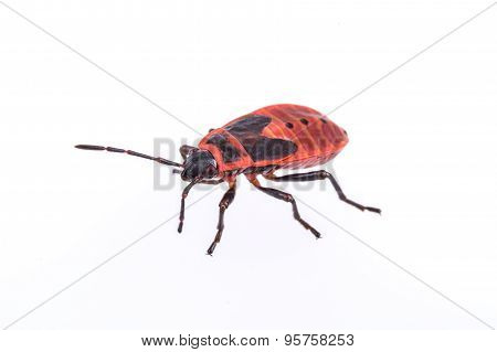 Firebug On White Background