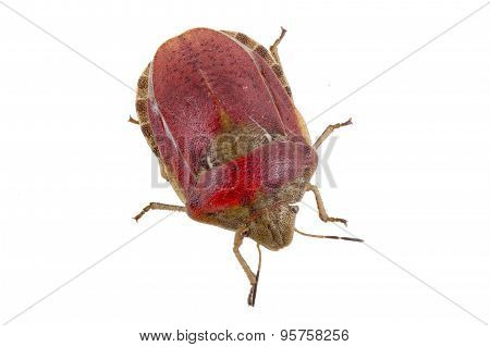 Sloe Bug On White Background