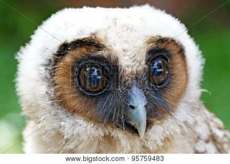 Ural Owl Or Strix Uralensis Bird