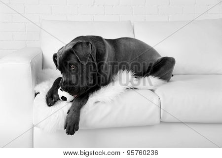 Cane corso italiano dog lying on sofa with ball at home