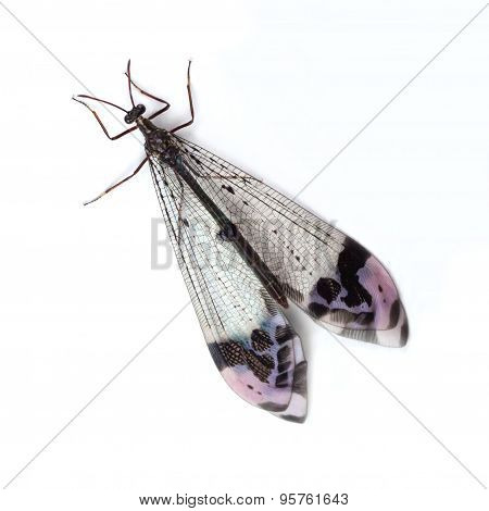 Antlion