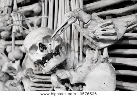 Lebka a kosti