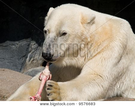 Oso polar comiendo un trozo de pierna de caballo