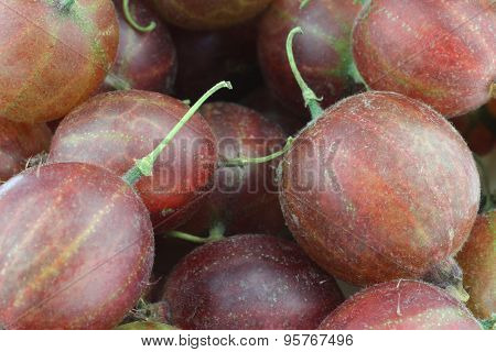 gooseberries (Ribes uva-crispa) background