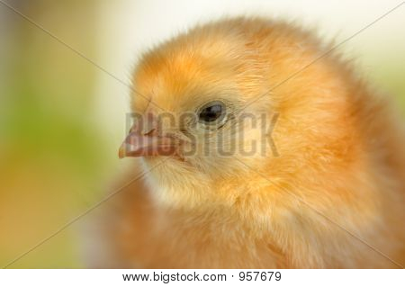 Chick