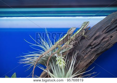 two lizards on tree in tank