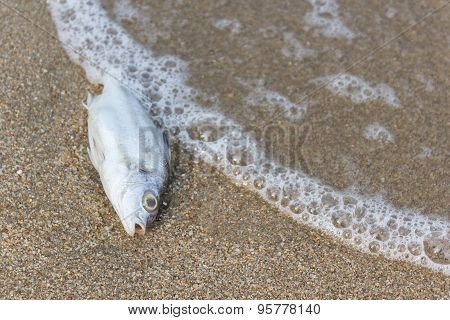 Death Fish On The Beach, Global Warming.