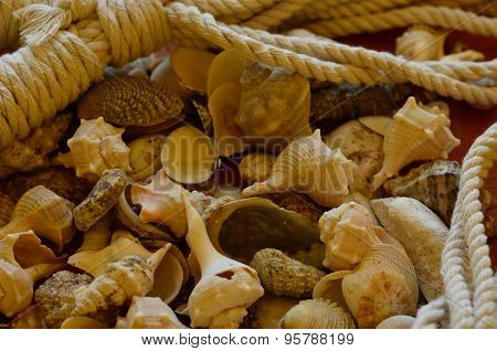A pile of seashells with ropes.