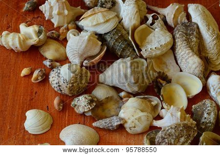 A pile of seashells on brown wooden background