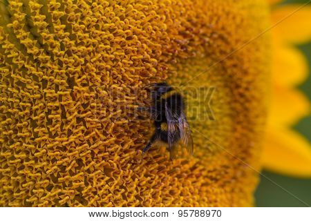 Bee on a Sunflower