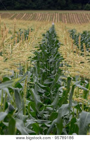 Corn field