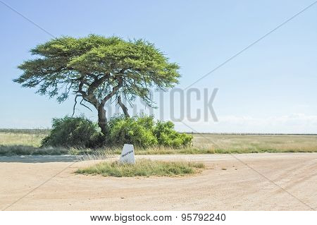 Camelthorn Tree At The Charitsaub Waterhole