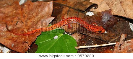 Cave Salamander (Långsvansad Lucifuga)