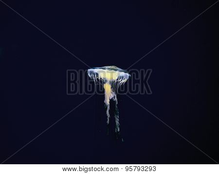Atlantic Sea Nettle