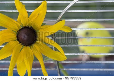 Flower And Parrot