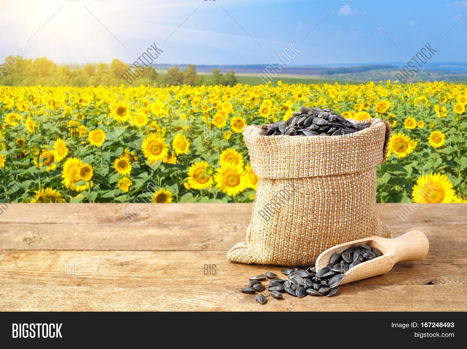 Sunflower Seeds Sack. Image & Photo (Free Trial) Bigstock